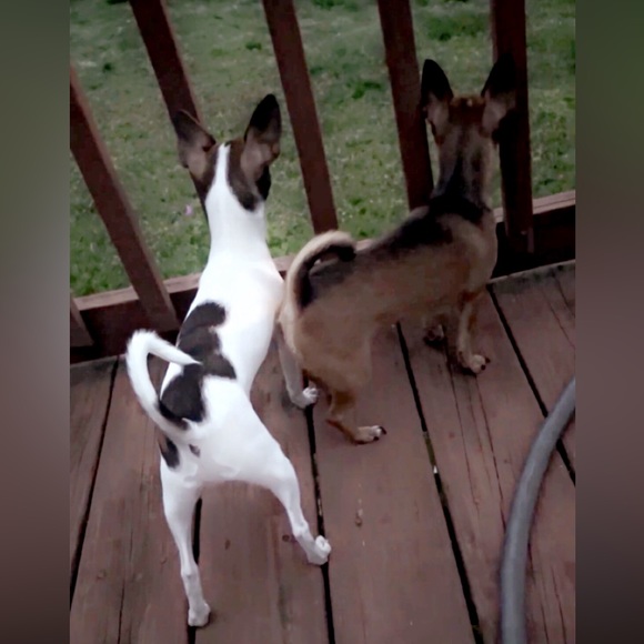 Moor and Lambchop they love their handmade crochet puppy blankets and sweatersπ - Picture 13 of 17